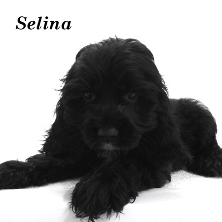 puppy, for, sale, Cocker Spaniel, Joe & Cherri  Overlease, dog, breeder, Miller, MO, dog-breeder, puppy-for-sale, forsale, nearby, find, puppyfind, locator, puppylocator, aca
